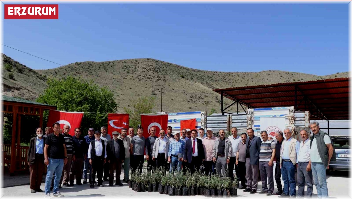 Oltu'da çiftçiye 1300 zeytin fidanı