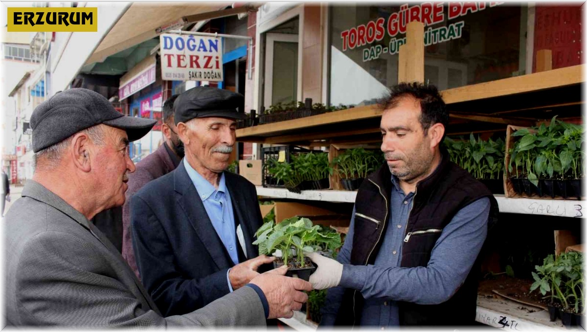 Oltu'da fide sezonu başladı