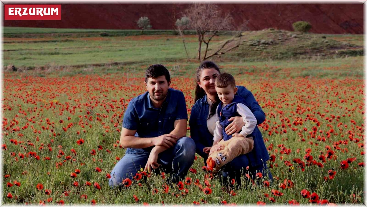 Oltu'da gelincik şöleni