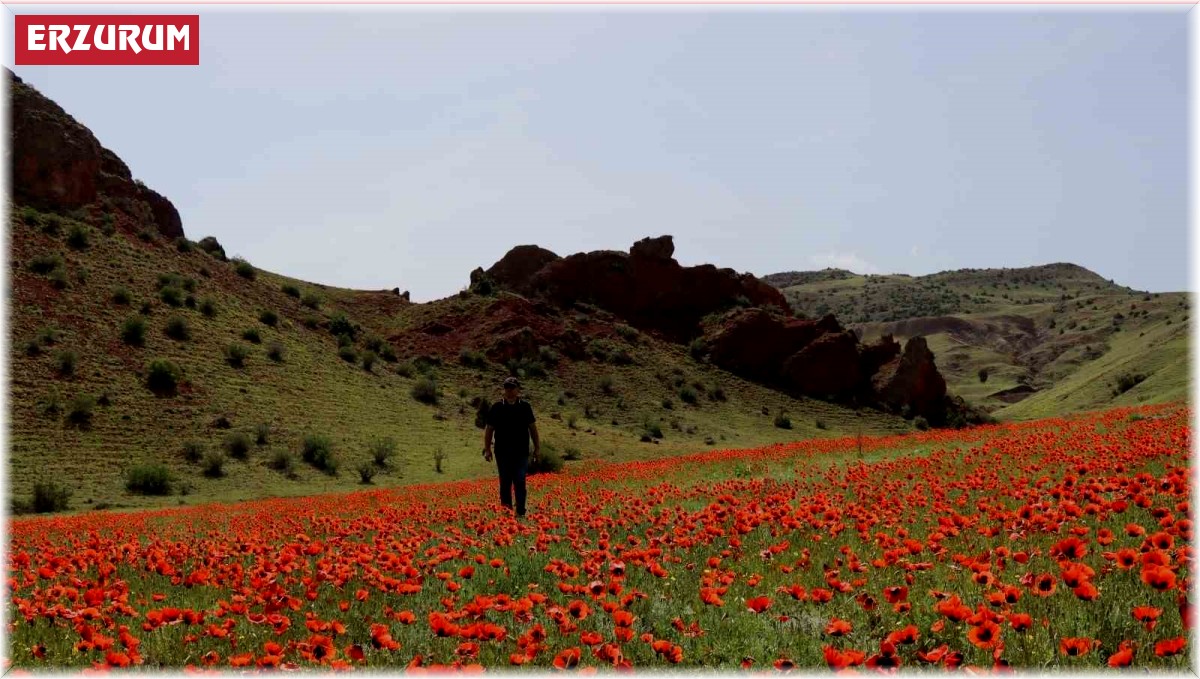 Oltu'da gelincikler ikinci kez açtı