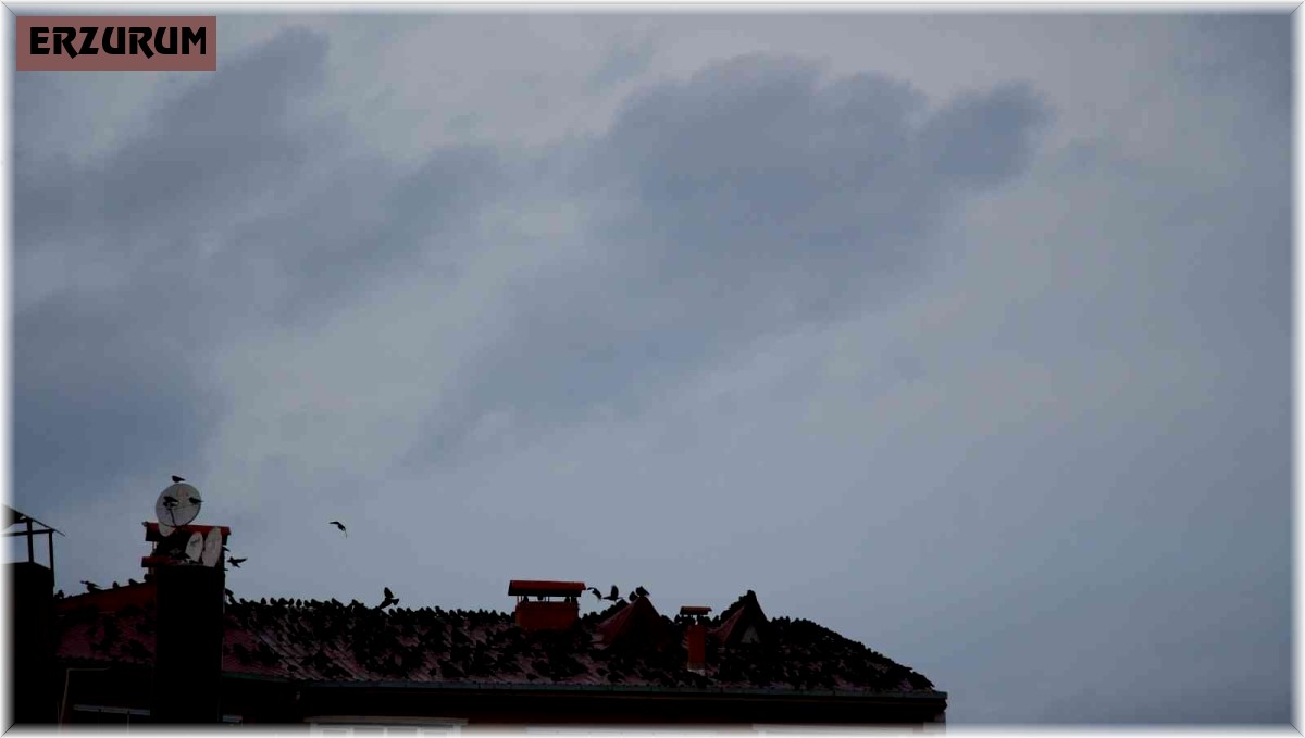 Oltu'da karga istilası