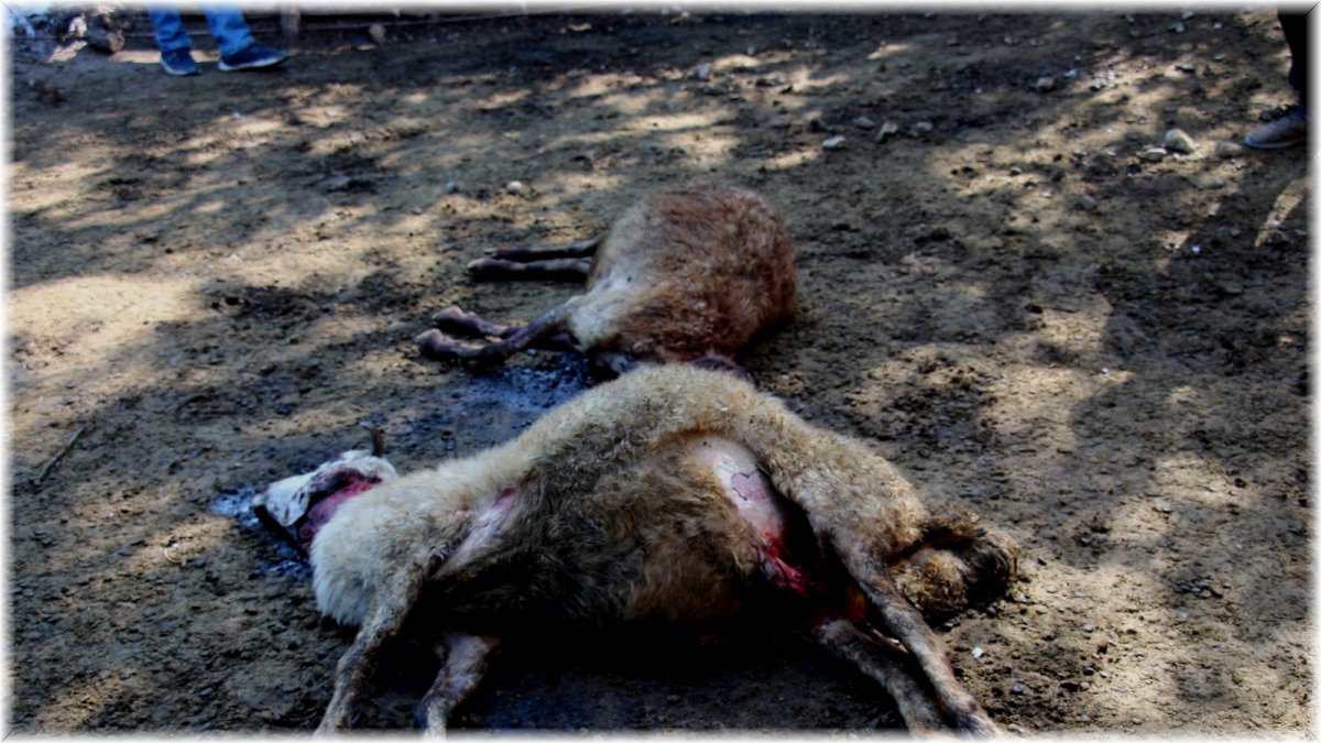 Oltu'da kurt dehşeti: 40 koyunu telef etti, 6 koyunu yaraladı
