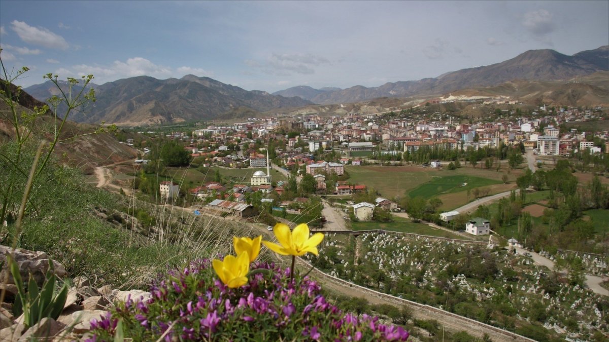 Oltu'da laleler açmaya başladı