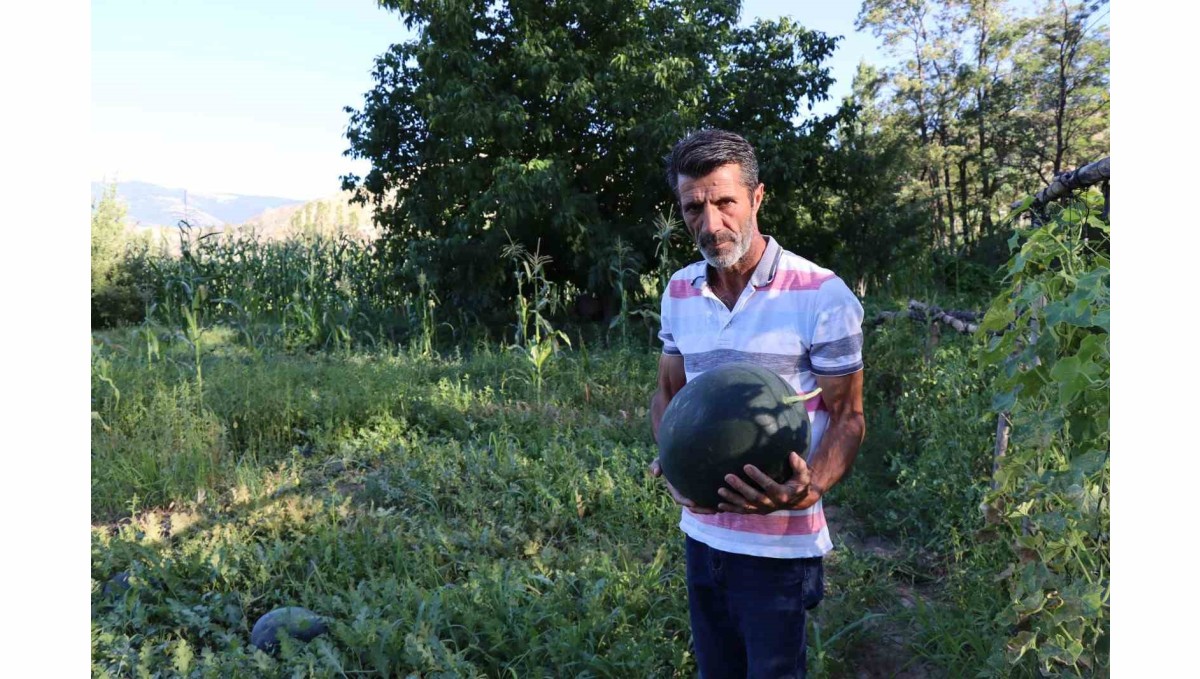 Oltu'da yerli karain karpuzu hasadı başladı