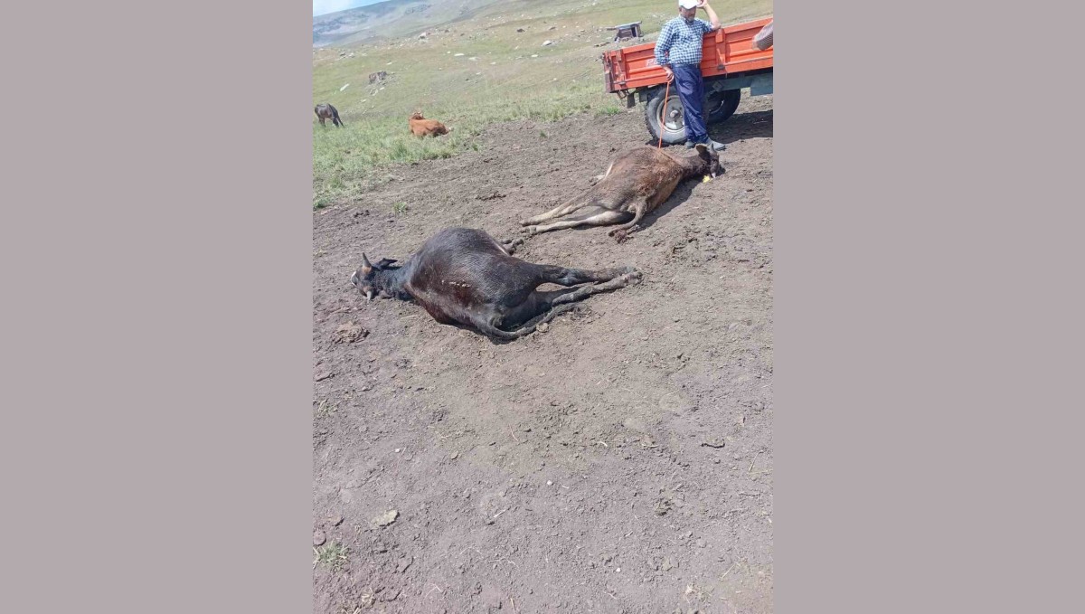 Oltu'da yıldırım düşmesi sonucu 4 büyükbaş hayvan telef oldu