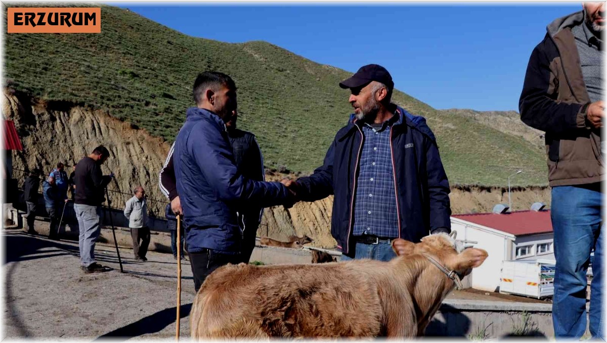 Oltu hayvan pazarında satışlar devam ediyor