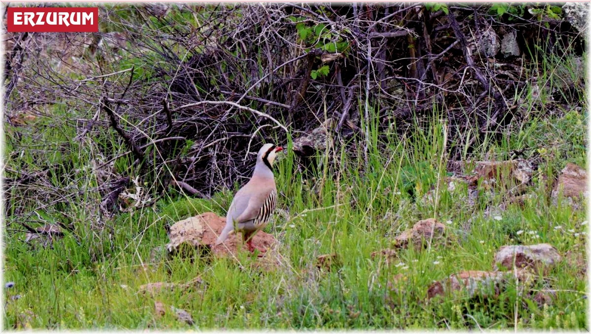 Olur'da keklikler objektiflere yakalandı
