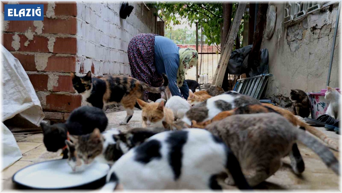 Ömrünü kedilere adadı: 11 yıldır 70 kediye bakıyor