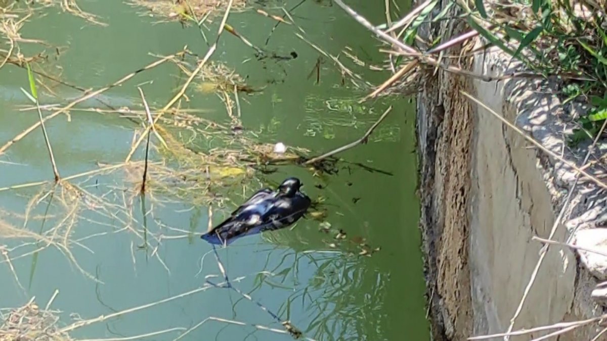 Önce kurtardı, sonra 'Güzelim ne oldu sana' diye sevdi