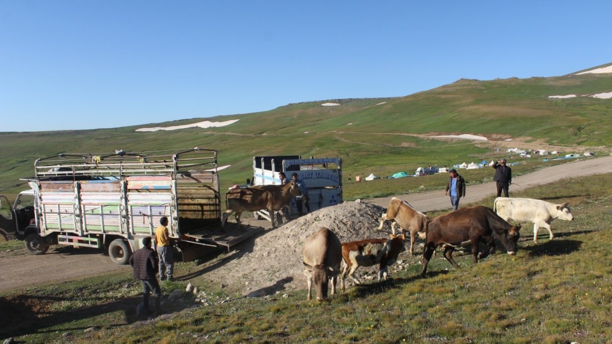 Onlarca büyükbaş hayvanı kamyonlarla yaylalara götürüyorlar