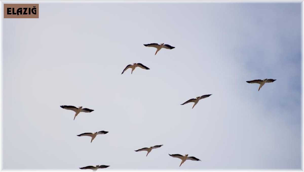 Onlarca leylek gökyüzünü renklendirdi