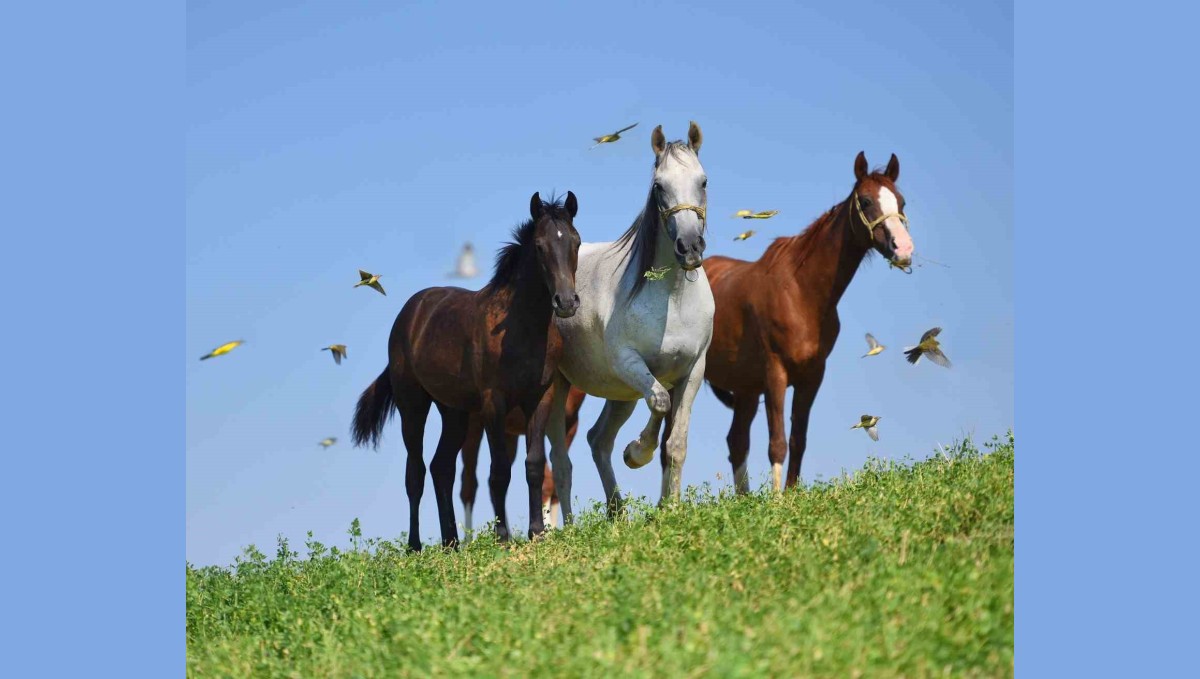 Onları bu kadar özel yapan ne? Sultansuyu'nun 15 'safkan elit' Arap tayı görücüye çıkıyor.