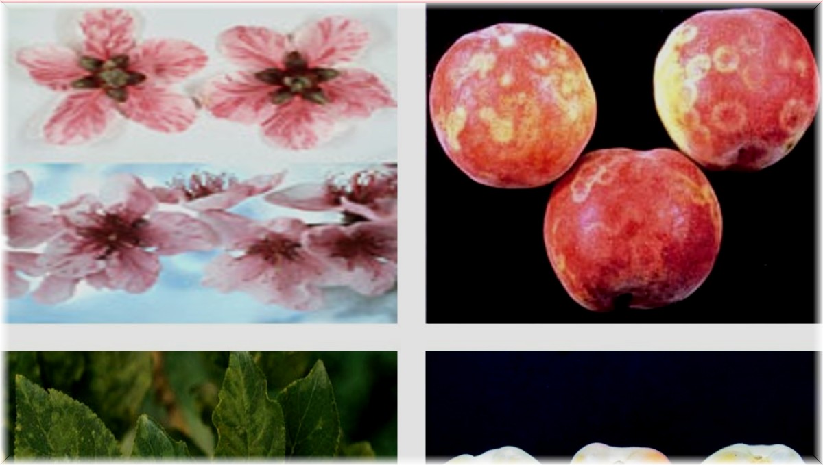 Önlemler şarka virüsünü Malatya'dan uzak tuttu