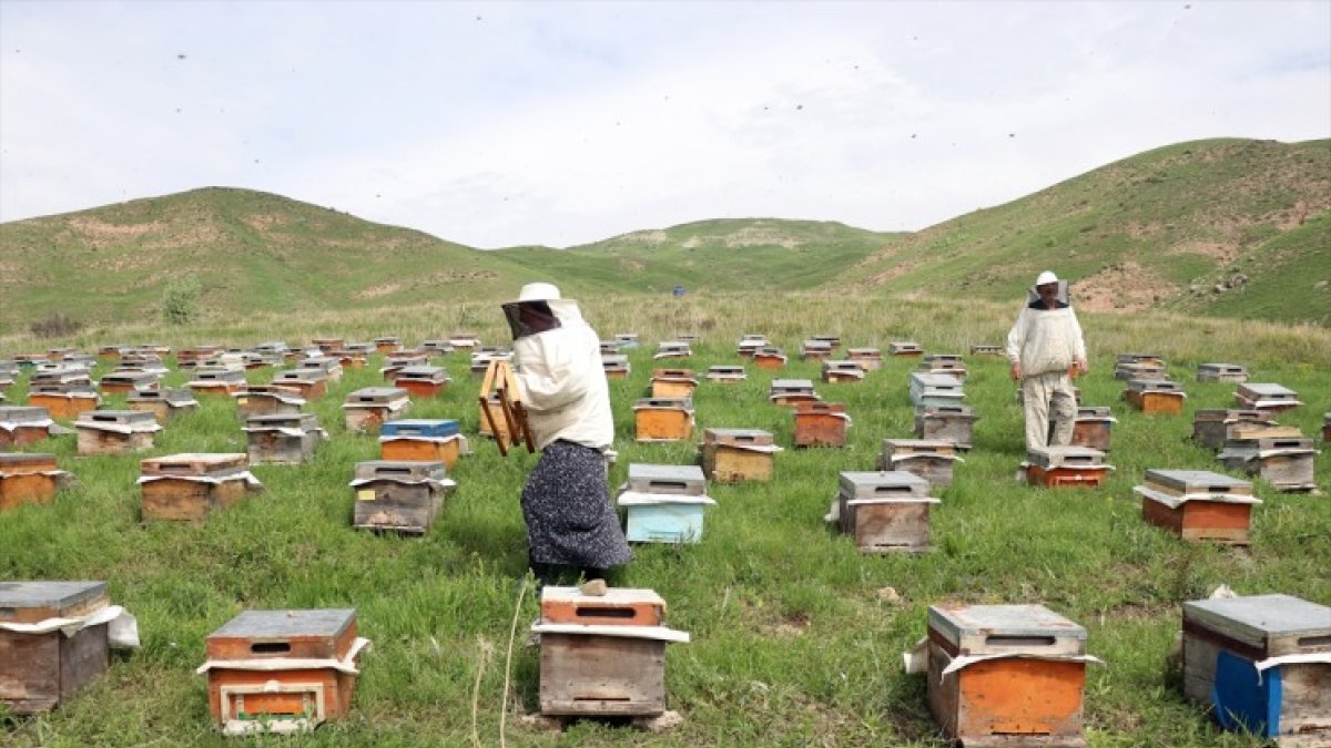 Ordulu üç kardeş Ağrı'nın dağlarında omuz omuza bal üretiyor