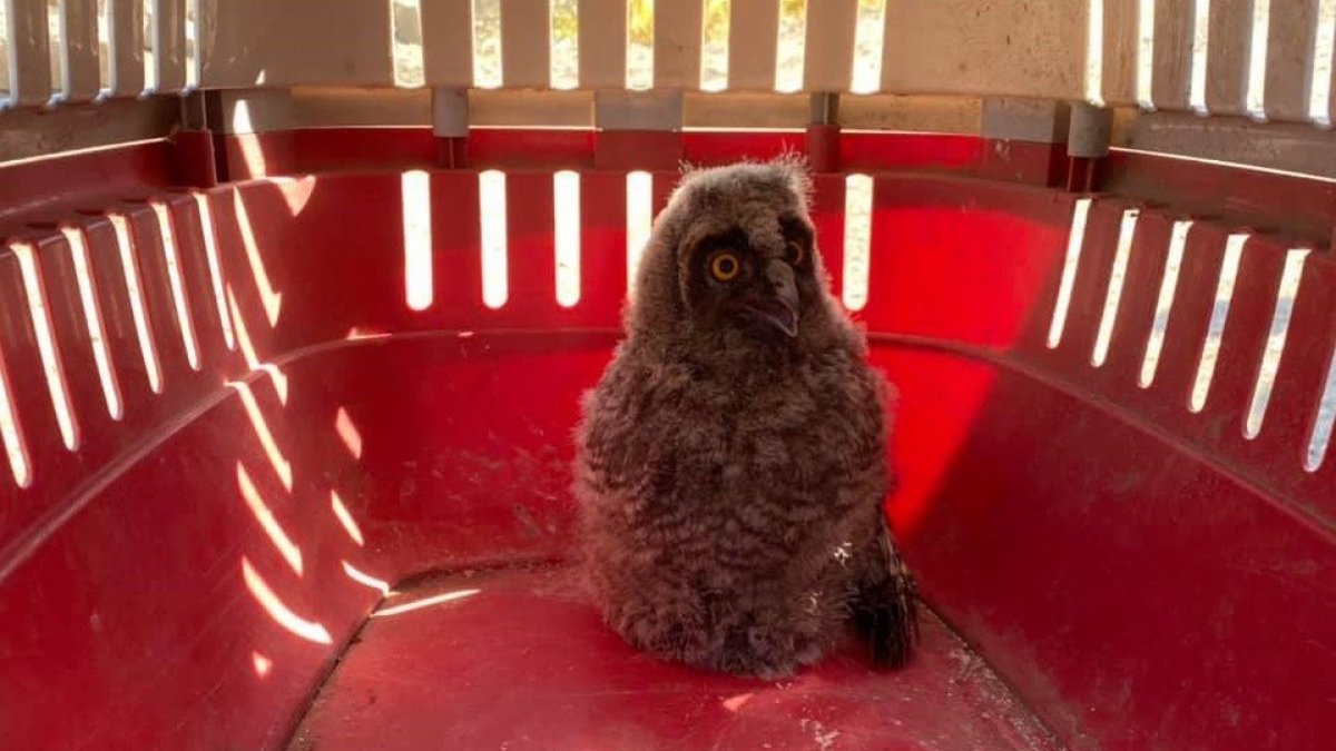 Orman baykuşu tedavi altına alındı