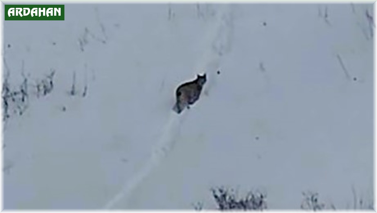 'Ormanın hayaleti' Ardahan'da yeniden görüntülendi