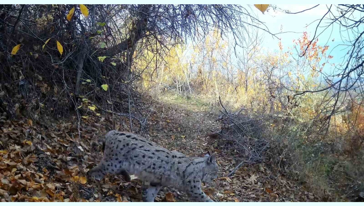 "Ormanın Hayaleti" vaşak Erzincan'da görüntülendi