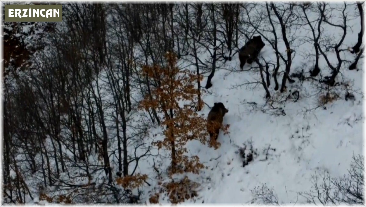 Ormanın karlı arazisinde yiyecek arayan 2 domuz dronla görüntülendi