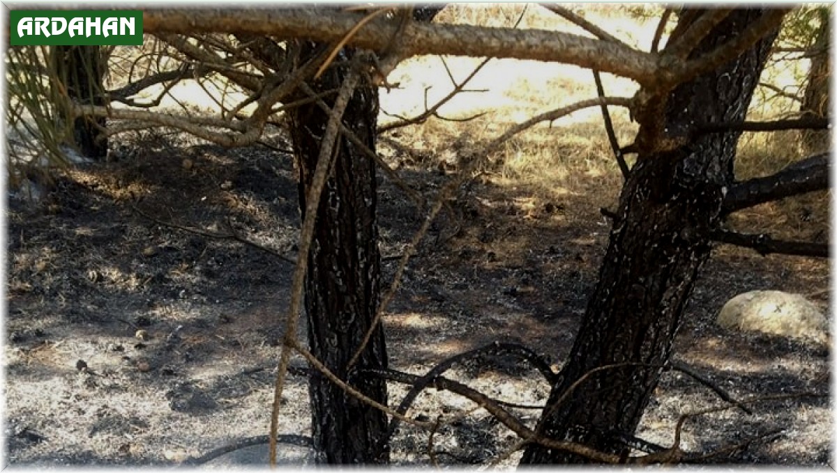 Ormanlık alanda çıkan örtü yangını korkuttu