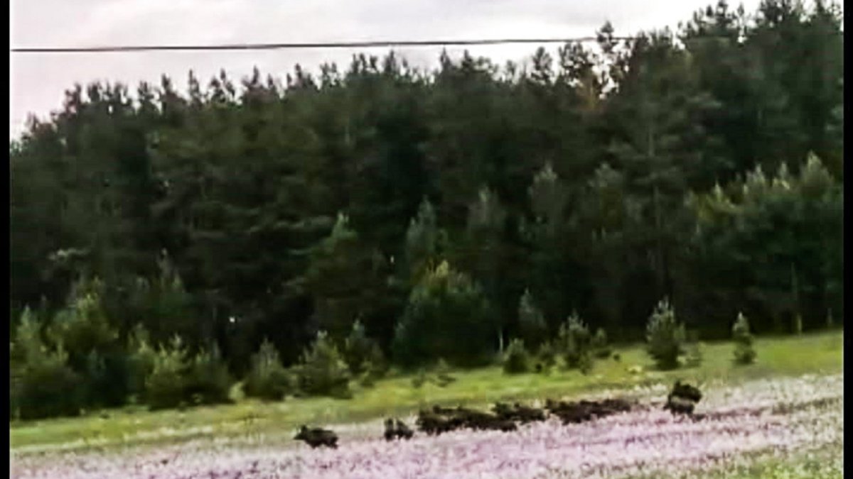 Ormanlık alanda domuz sürüsü böyle görüntülendi