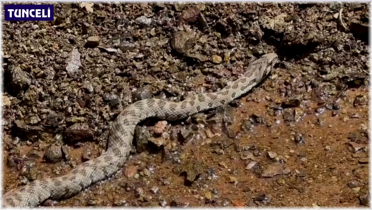 Orta Doğu ve Orta Asya'da yaşıyor, Tunceli'de görüntülendi