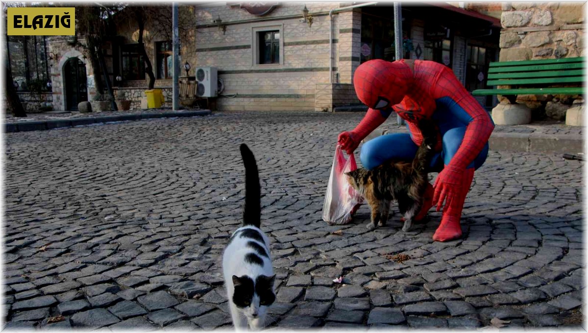 'Örümcek Adam' sokak hayvanlarının kahramanı oldu, görenler şaşkınlığını gizleyemedi