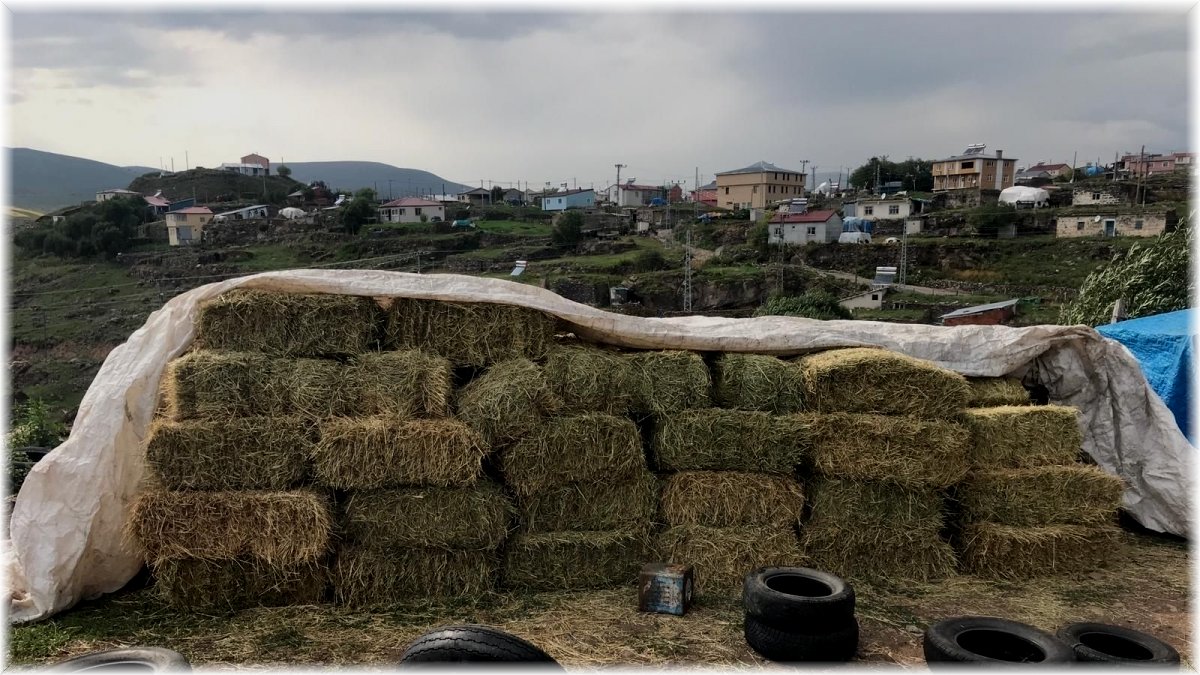Ot balyası çalan 3 zanlı gözaltına alındı