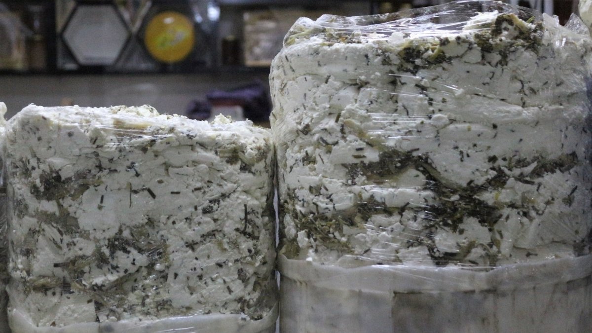 Otlu peynirde kullanılan bitkiler yok olma riski altında