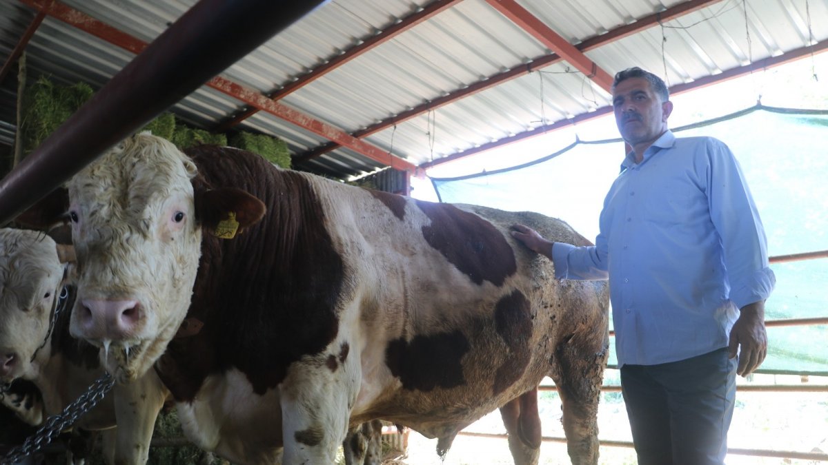 Otomobil fiyatına satılan tonluk kurbanlıklar görücüye çıktı