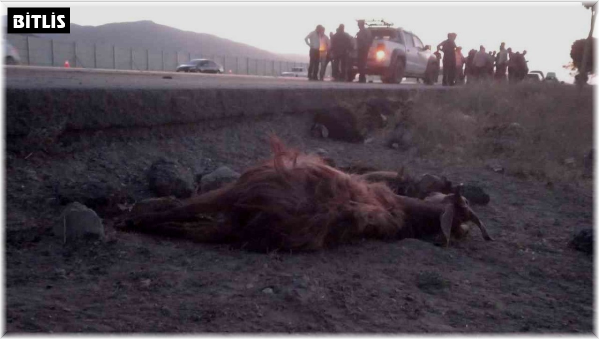 Otomobil sürüye çarptı, 30 koyun telef oldu