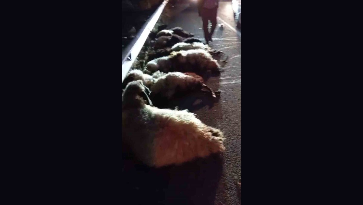 Otomobil sürüye çarptı, onlarca koyun telef oldu
