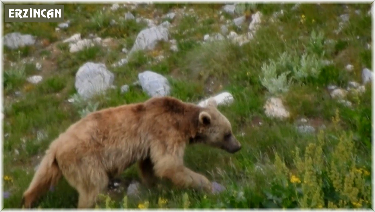 Otomobilin camını kıran ayı araç içerisinde bırakılan yiyeceklerle karnını doyurdu
