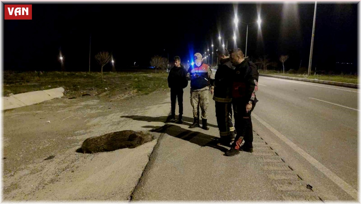 Otomobilin çarptığı domuz telef oldu