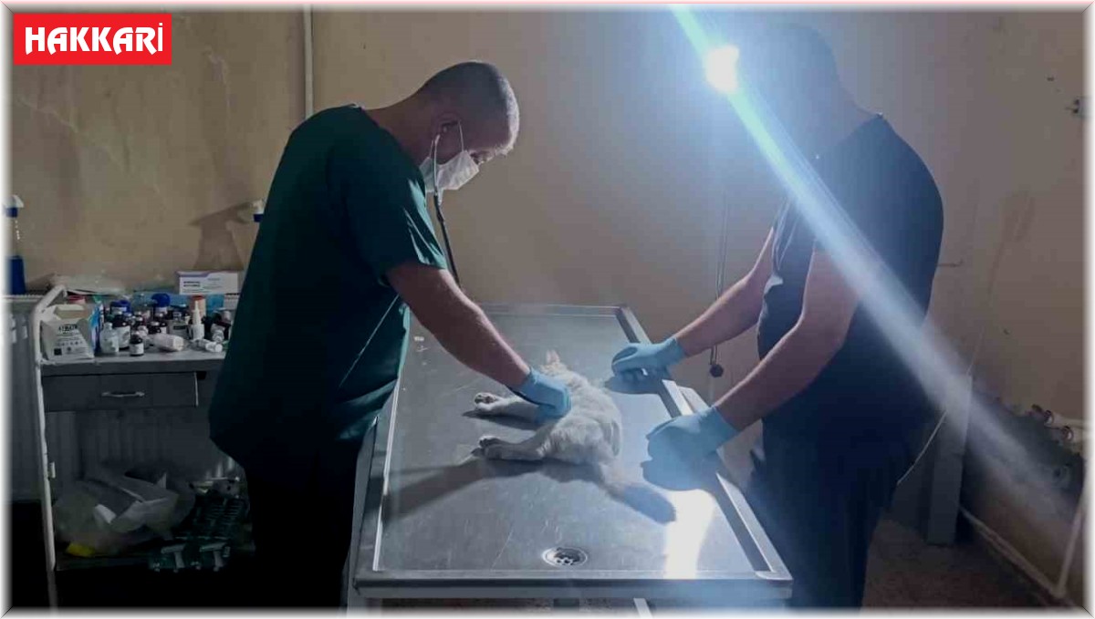 Otomobilin çarptığı kedi kalp masajıyla kendine geldi