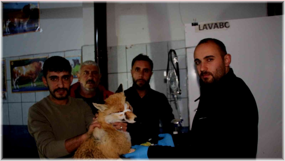 Otomobilin çarptığı tilkiyi tedavi ettirdiler