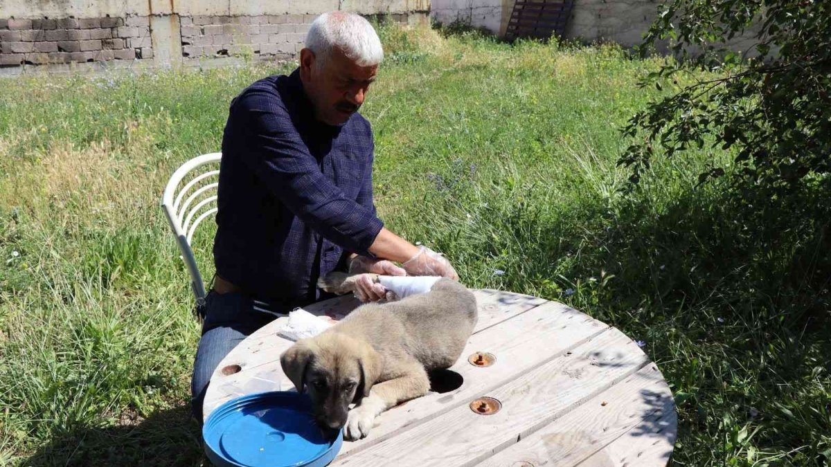 Otomobilin çarptığı yavru köpeğe vatandaş sahip çıktı