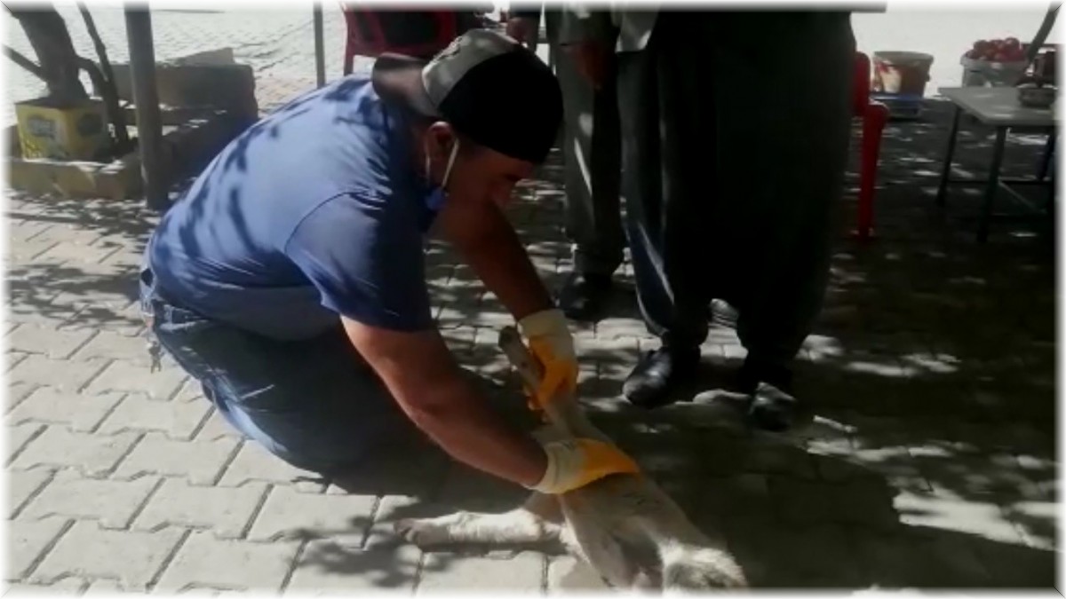 Otomobilin çarptığı yavru köpek kalp masajı ile hayata tutundu