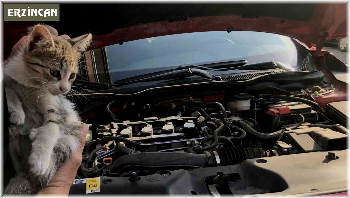 Otomobilin motor kısmına giren yavru kedi kurtarıldı