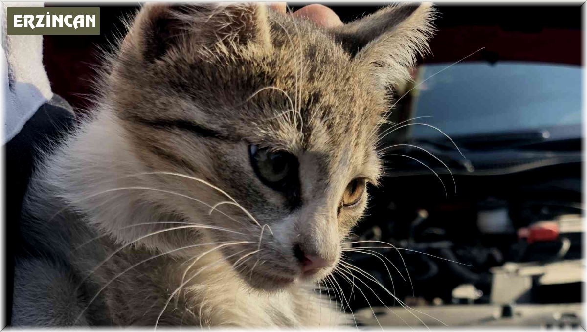 Otomobilin motor kısmına giren yavru kedi kurtarıldı