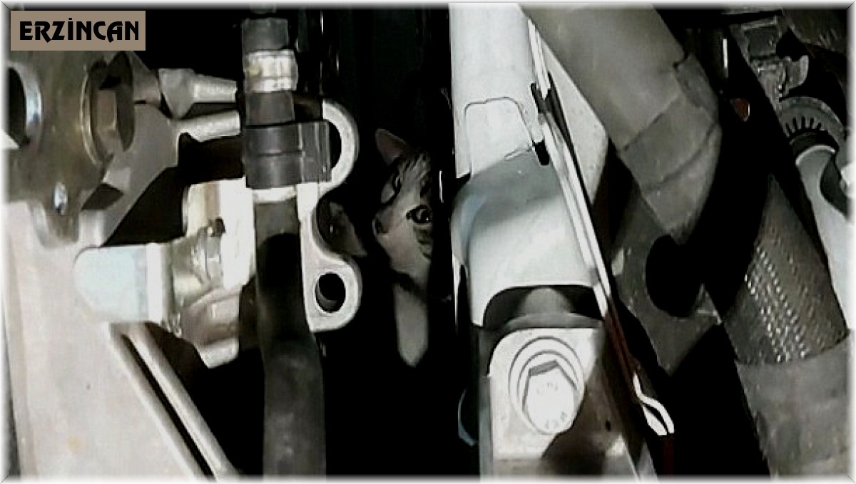 Otomobilin motor kısmına sıkışan kedi uzun uğraşlar sonucu kurtarıldı