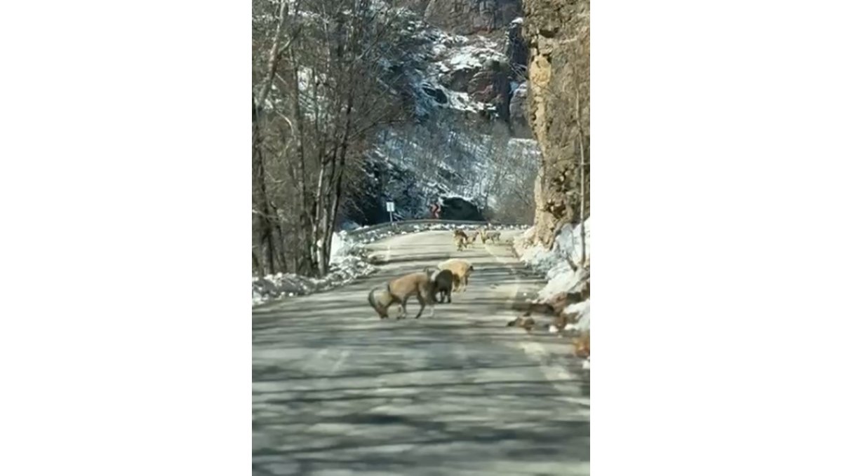 Ovacık yolunda dağ keçisi sürüsü yolu kapladı