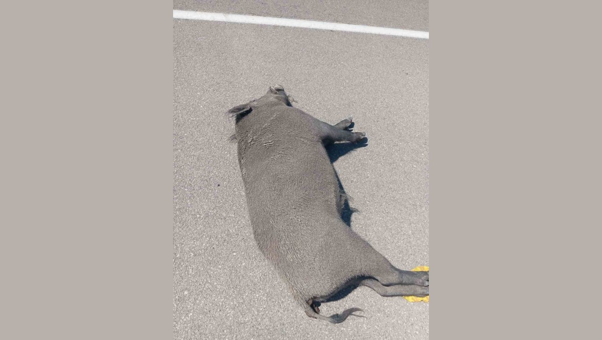 Özalp'ta otomobil yaban domuzuna çarptı