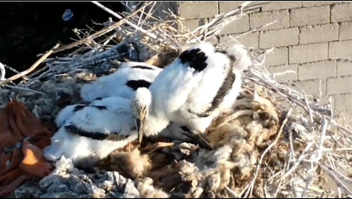 Özalp'ta soğuklara direnen leylekler yavruladı