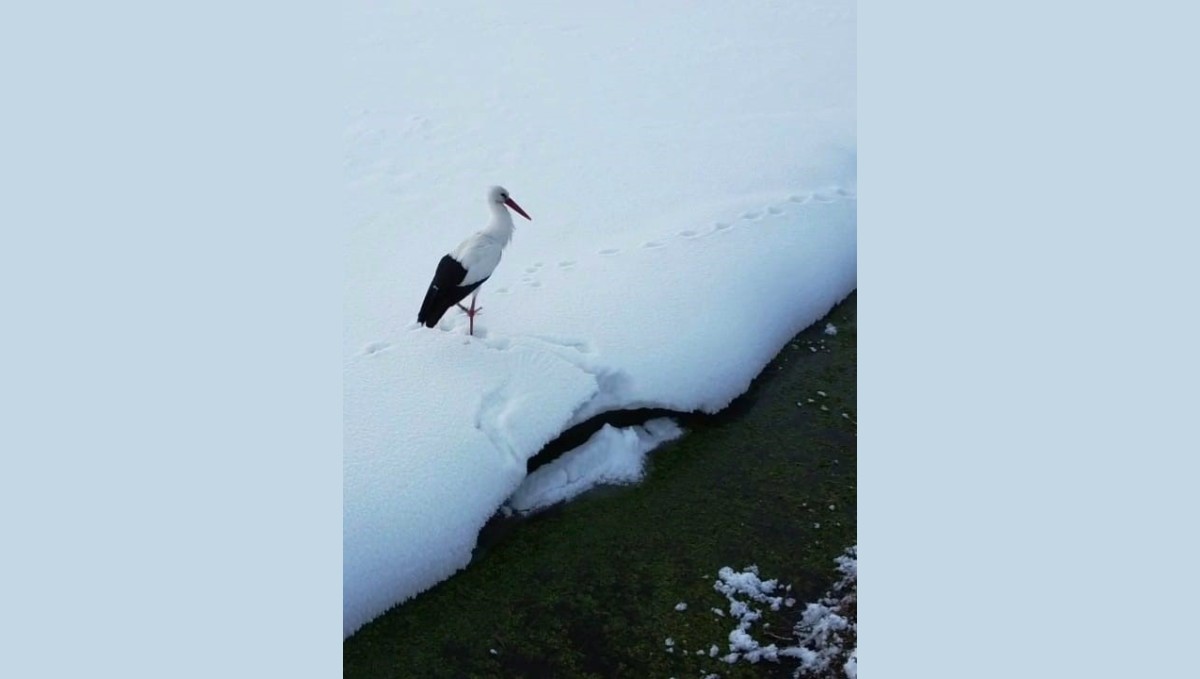 Özalp'te iki leylek dondurucu soğuğa direniyor