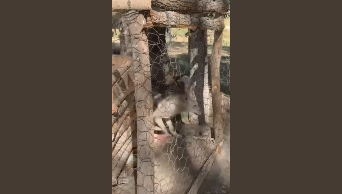 Özalp'te kafeste tutulan kurt kurtarıldı