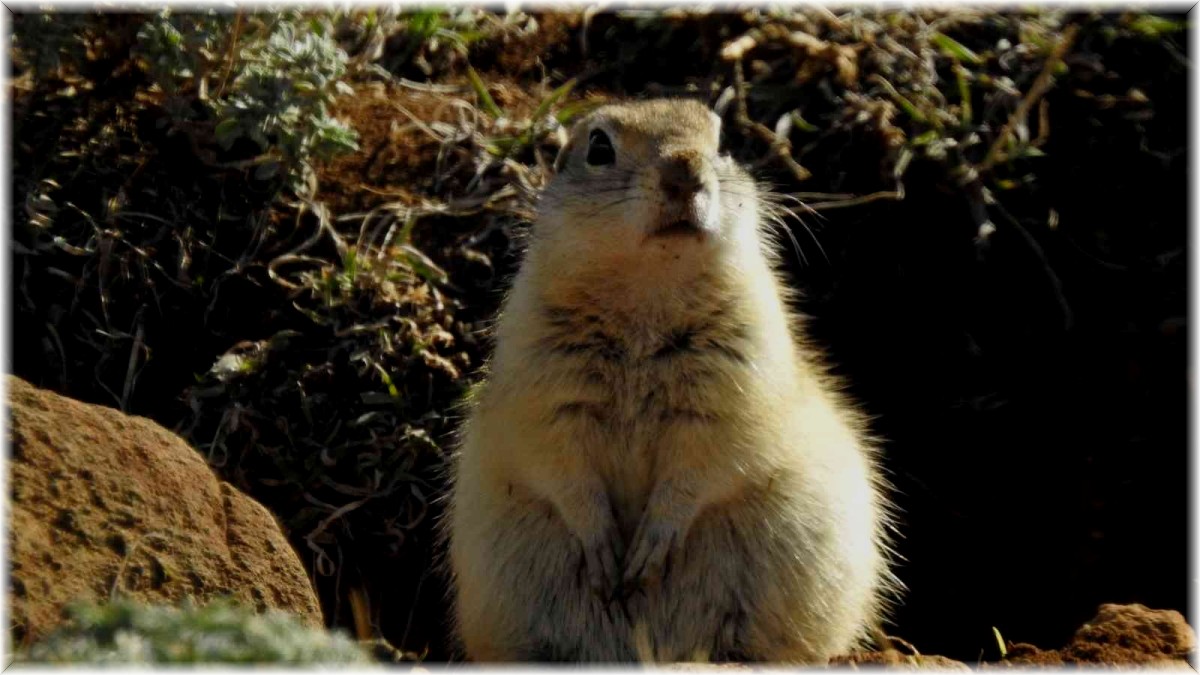 (Özel) Anadolu gelengisinin poğaça yerken sevimli halleri kameraya yansıdı