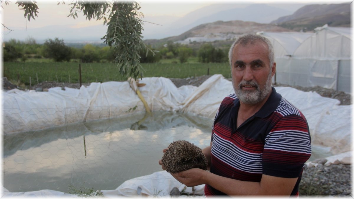 (ÖZEL) Bahçe sulama havuzuna düşen kirpiyi köylüler kurtardı