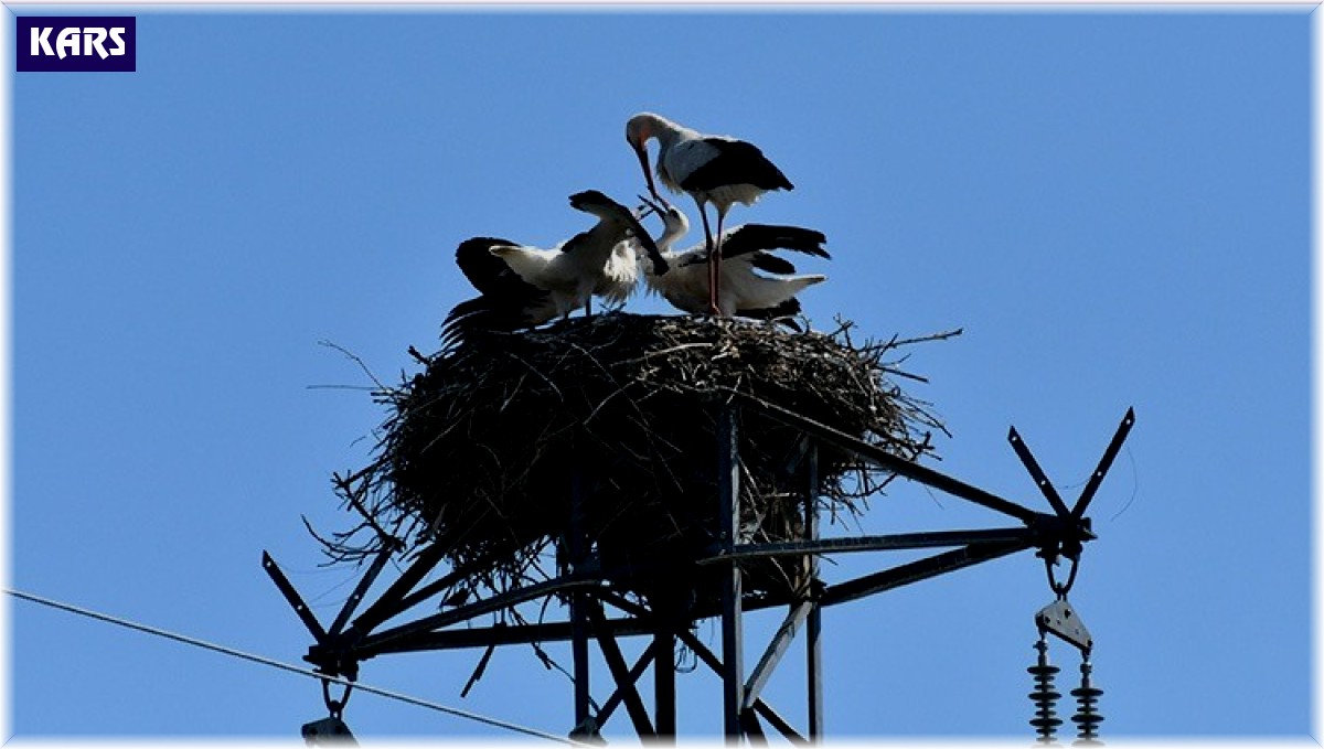 Özel enerji hattı ile göçmen kuşlar güvende