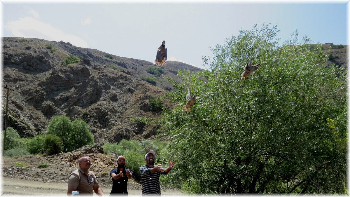 (Özel) Erzincan'da 400 kınalı keklik doğaya salındı