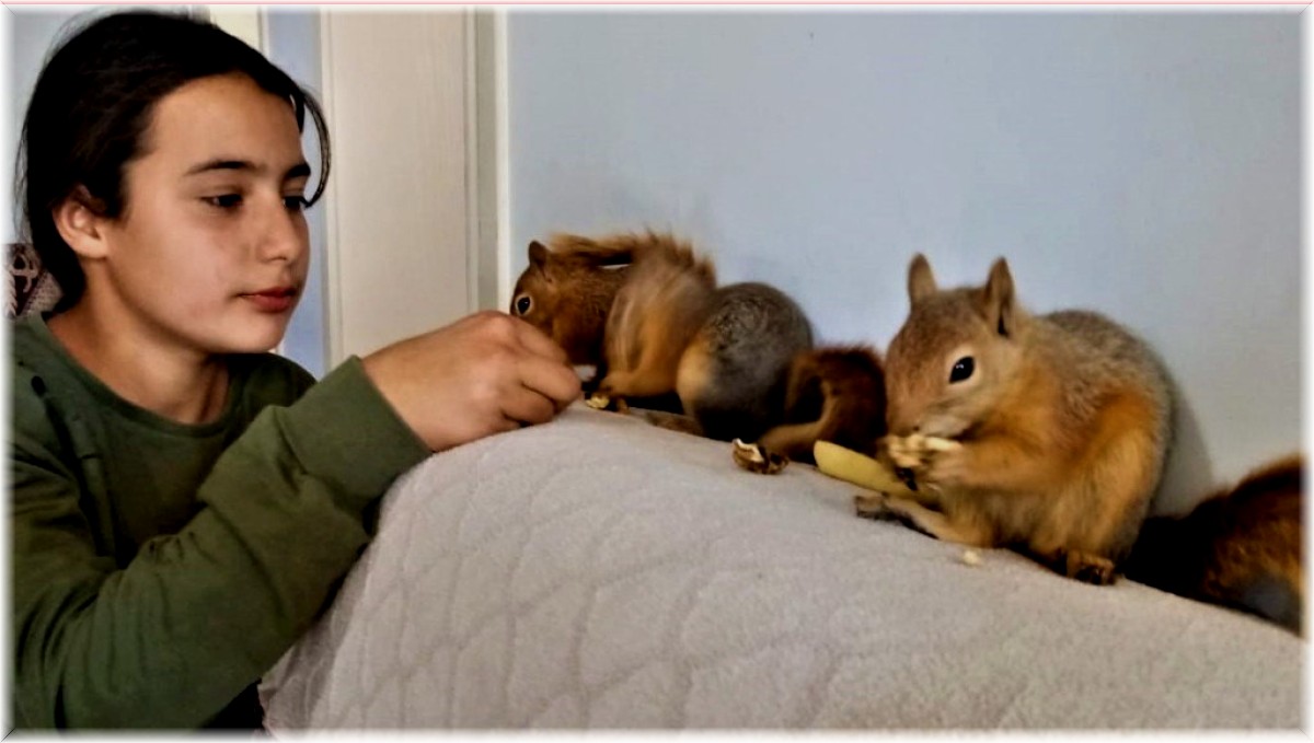 (Özel) Erzincan'da ölmek üzereyken bulunan 3 yavru sincap, Taşdelen ailesinin neşesi oldu